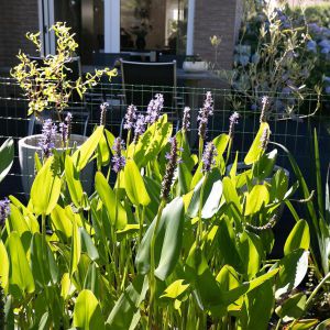 Wolter ter Haarstraat 7 b, 7707 CJ Balkbrug - Foto 35
