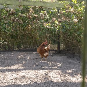 Hoofdweg 107, 7741 PN Coevorden - Foto 87